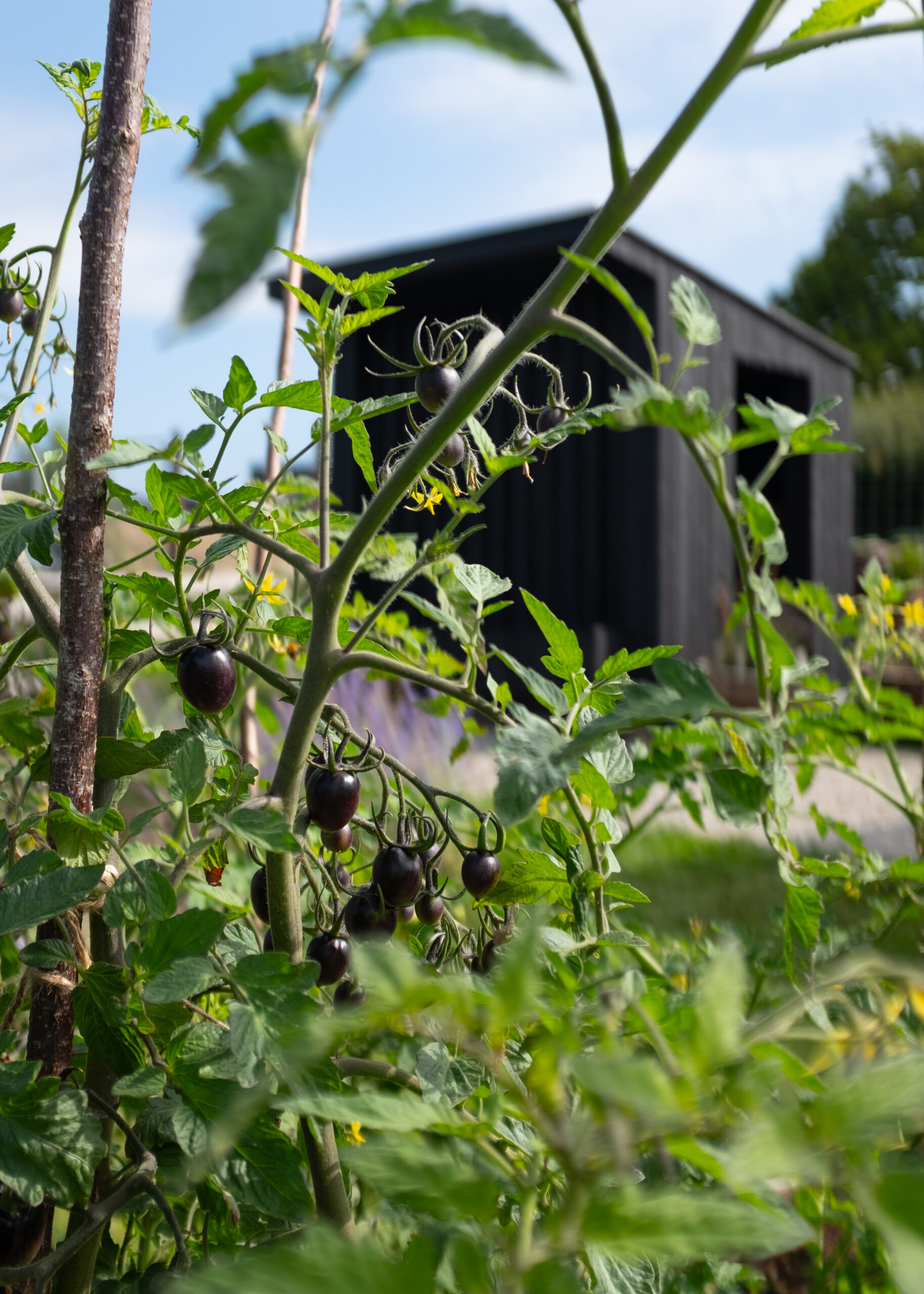 Growing a Greener Life: The Allotments at Hartdene Barns